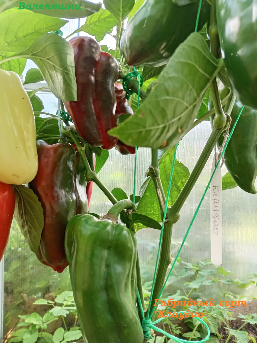 Такой раскидистый куст у сорта "Клаудио F-1".