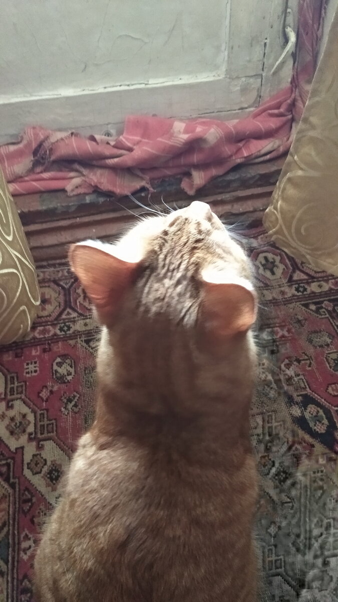 Личное   фото