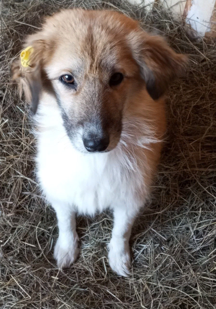 8⃣5⃣ (44) девочка, вольер 18 с, бирка 8360 
Едет домой 🏘