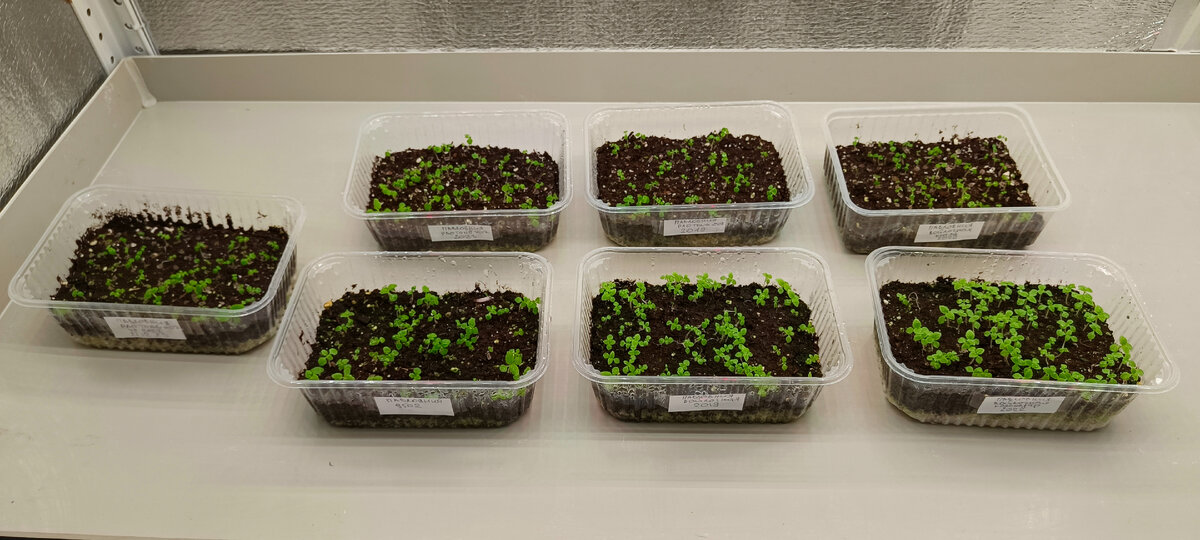                                                                       Росточки Павловнии.