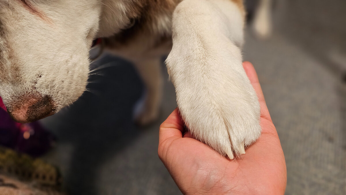 Собачья лапа или почему растопыренные пальчики - это НЕ мило | In Dogs we  Trust | Дзен