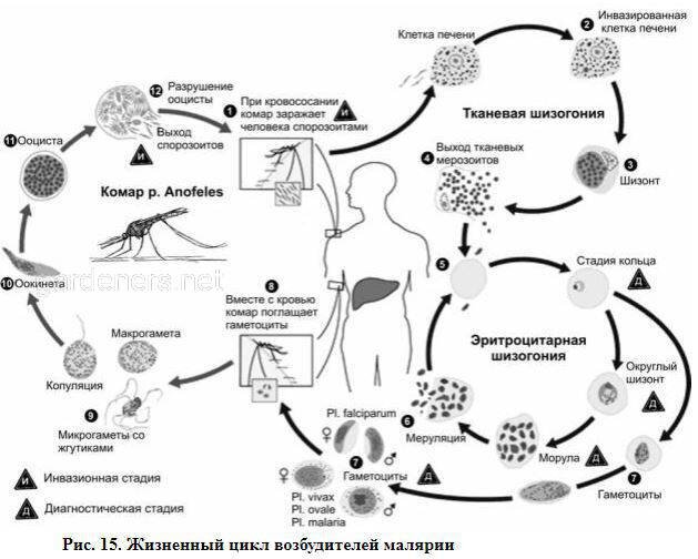 Цикл малярийного паразита
