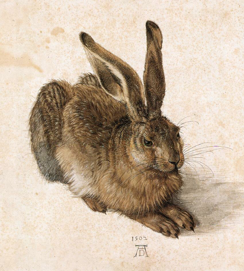 Рисунок «Заяц» Альбрехта Дюрера (1502 г.) / Источник: Wikimedia Commons (Public domain) https://commons.wikimedia.org/wiki/File:Durer_Young_Hare.jpg