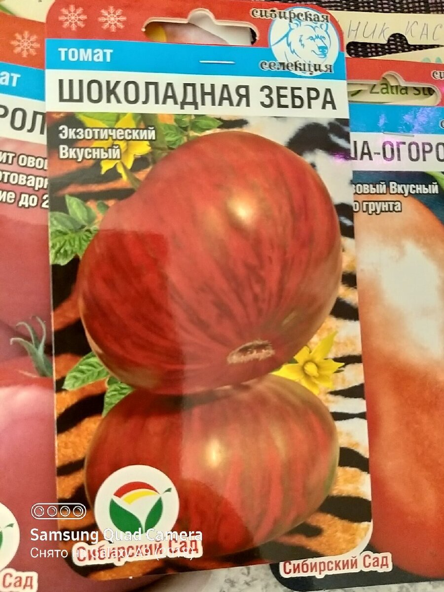 Любимая зебра.