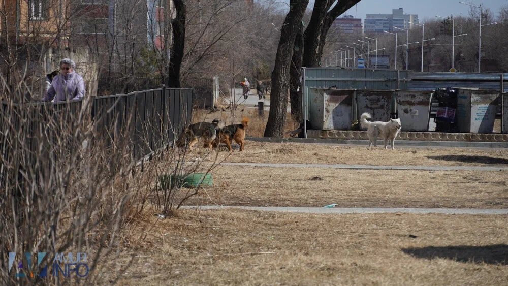    Фото: Амур.инфо