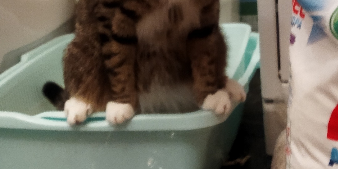 КОТИКИ !!!!!!! ЭТО радость нашей души!!!