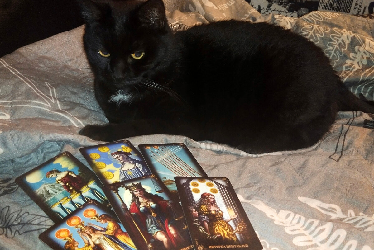 Чёрная кошка и Таро Светлого будущего – фото автора.