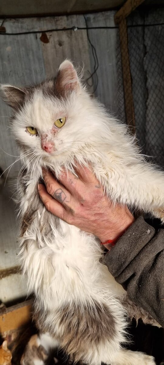 Имена в бурятии. Буряты праздник сагаалган. Имена в бурятии. Сообщение о бурятах. Традиции бурятского народа сагаалган.