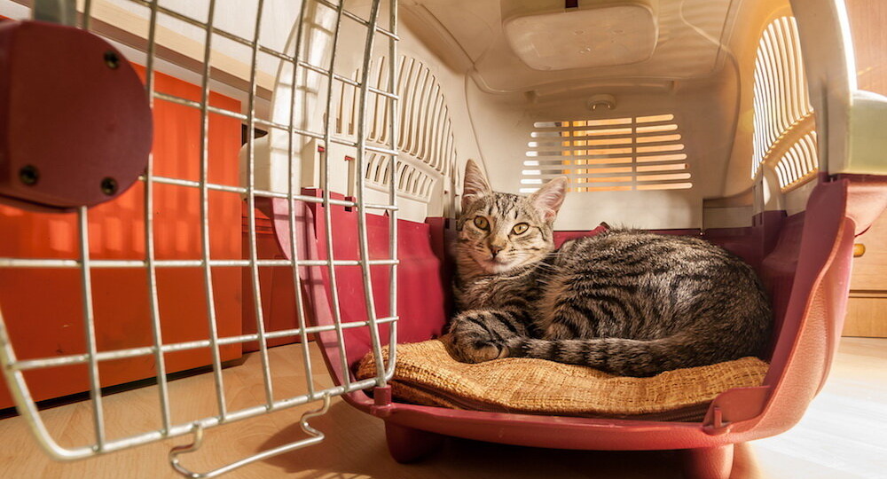 Выбор переноски для кота и подготовка к транспортировке в ней