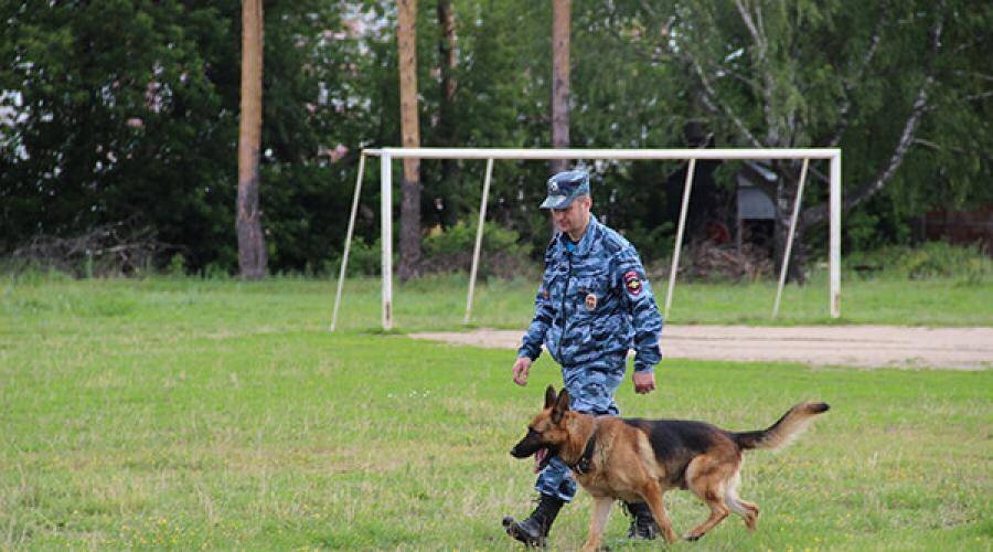 Дрессировка собак окд. Немецкая овчарка ОКД. ОКД для собак. Немецкая овчарка дрессировка. Собака движение рядом.