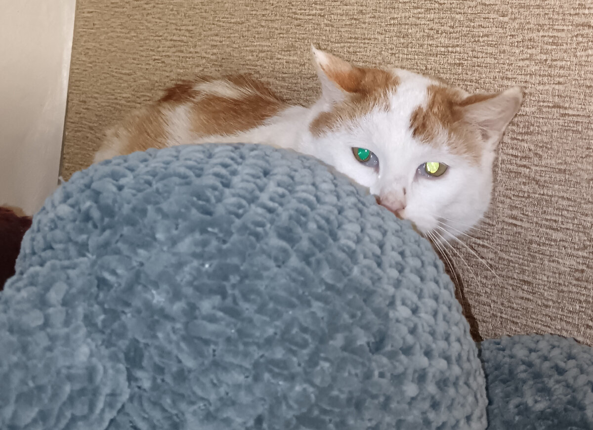 на шкафу прячется