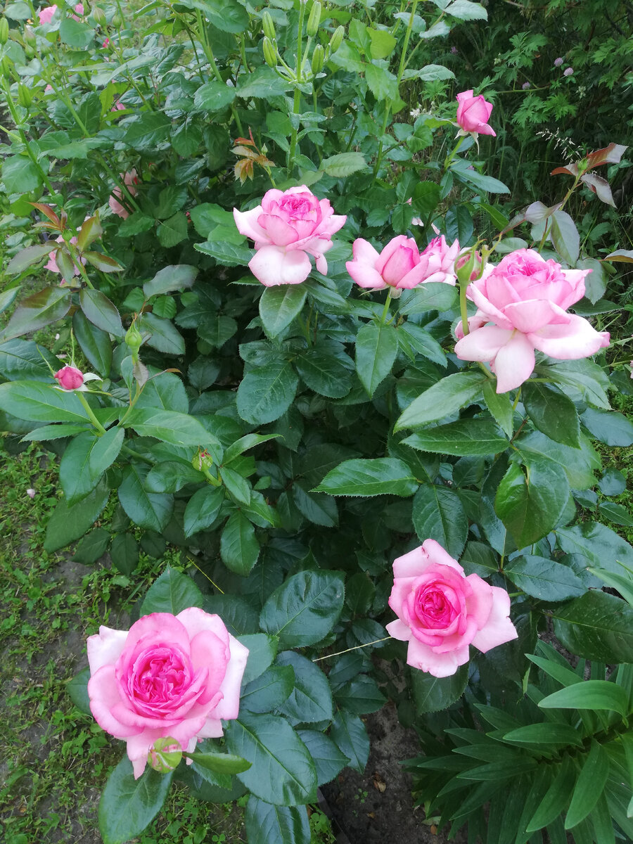 Роза 'La Rose de Molinard', июнь