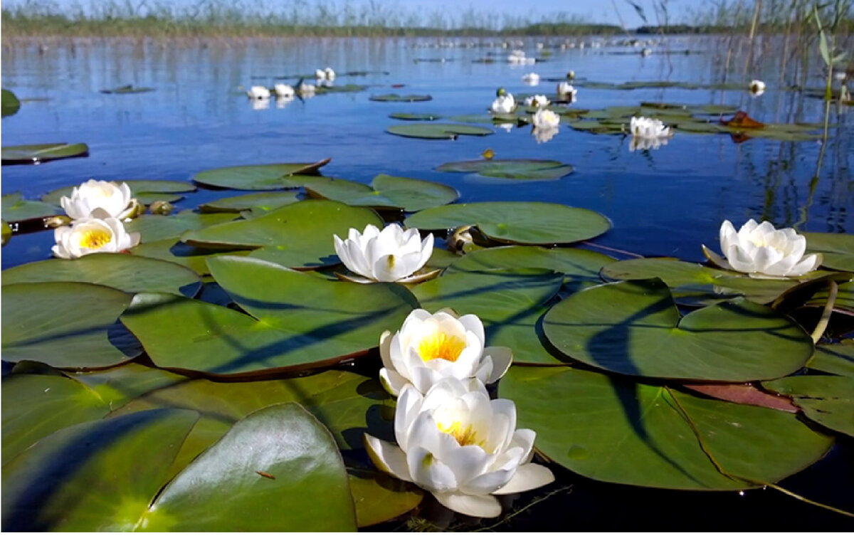 Картинка из свободных источников