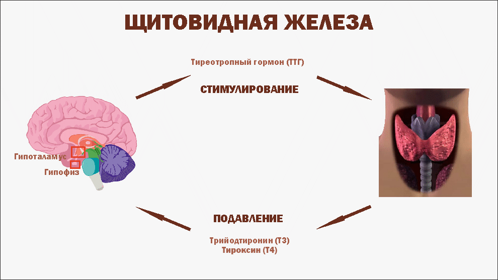 Йод при узлах щитовидной железы