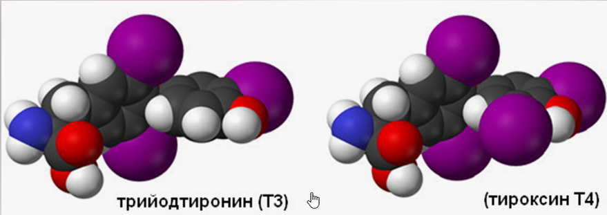 Тироксин и трийодтиронин. Тироксин и трийодтиронин биохимические функции. Тироксина и трийодтиронина что это. Трийодтиронин строение.