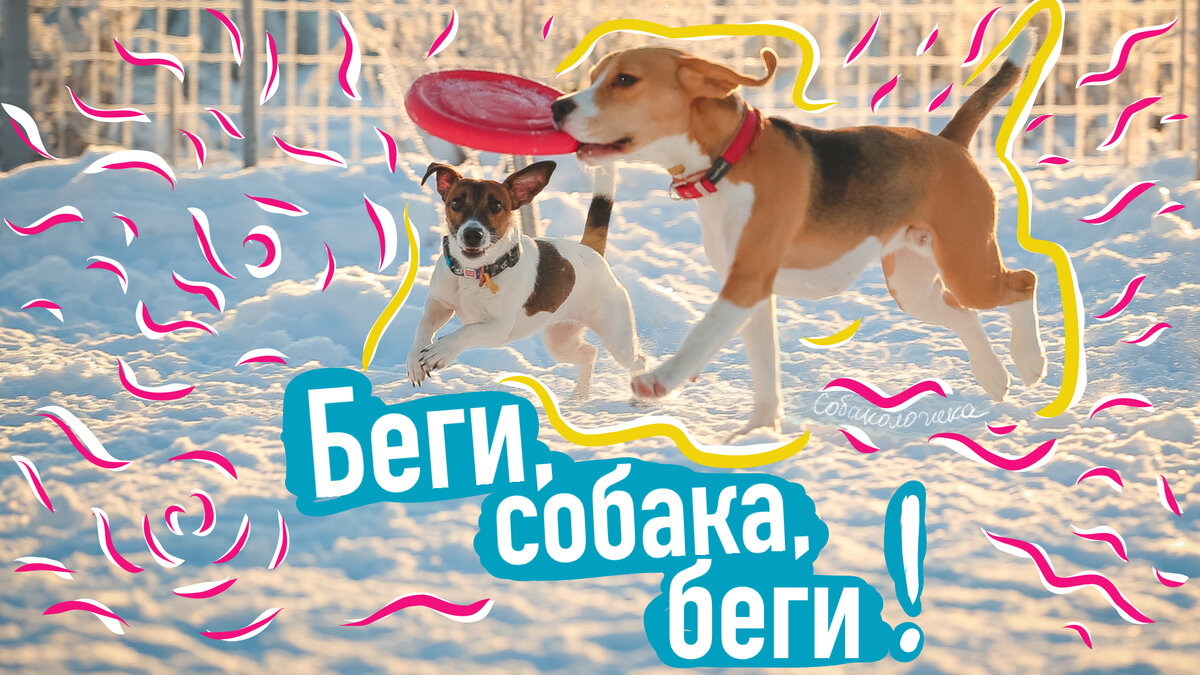 Как поймать собаку, которая убегает?