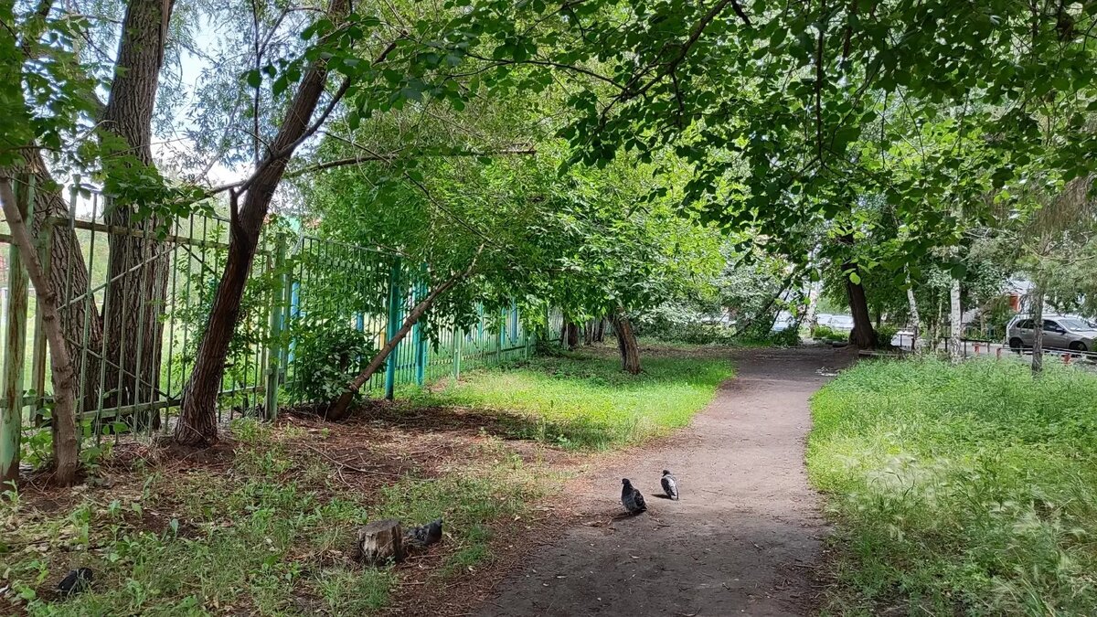     Деревья, попавшие под обрезку, произрастают на улице Багратиона.