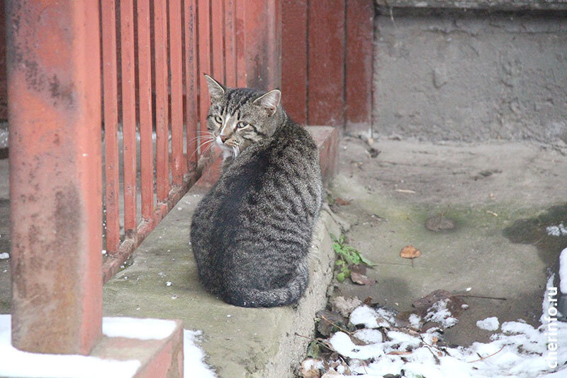    Это одно из направлений проекта "Животные в большом городе" некоммерческой организации "Быть человеком".