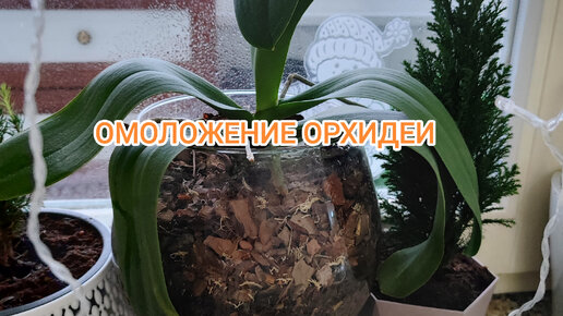 ПРОЦЕСС ОМОЛОЖЕНИЯ ОРХИДЕИ, ВЫРАЩИВАЕМ ДЕТКУ ИЗ ПЕНЬКА 🌱