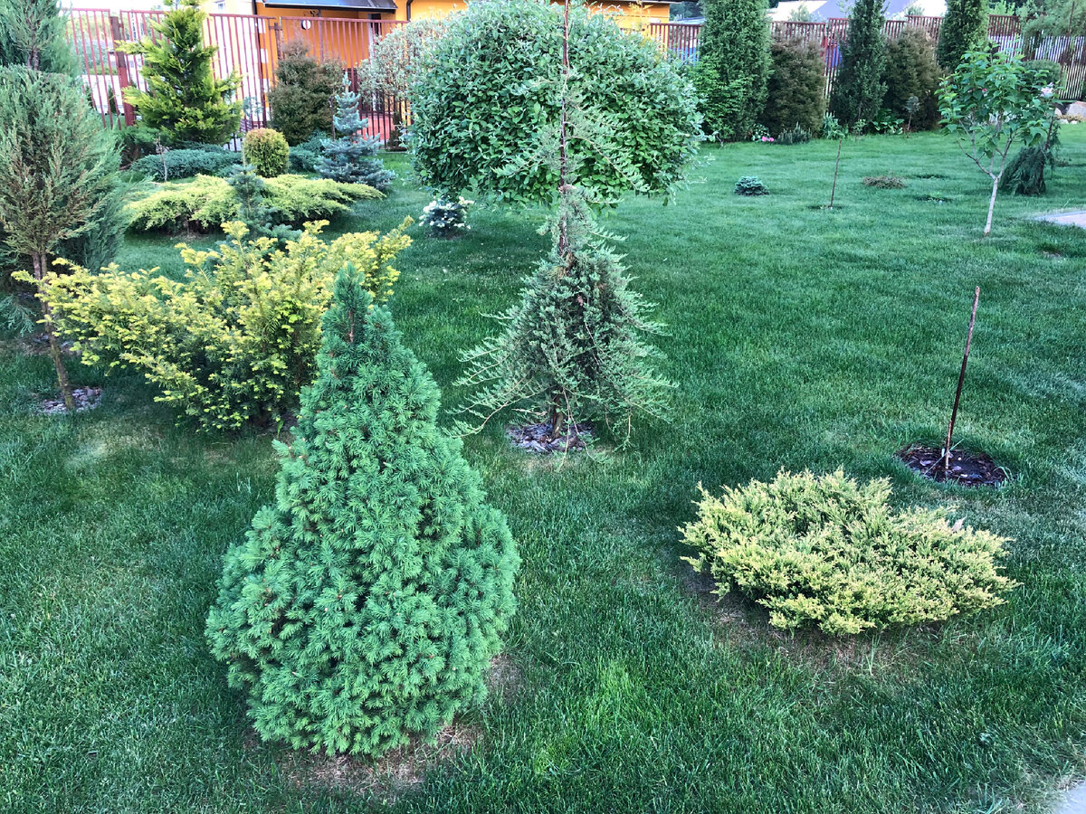 Ель канадская Коника слева в моём саду 