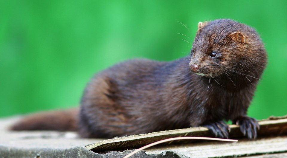   Peter Trimming / Flickr / CC BY 2.0 DEED