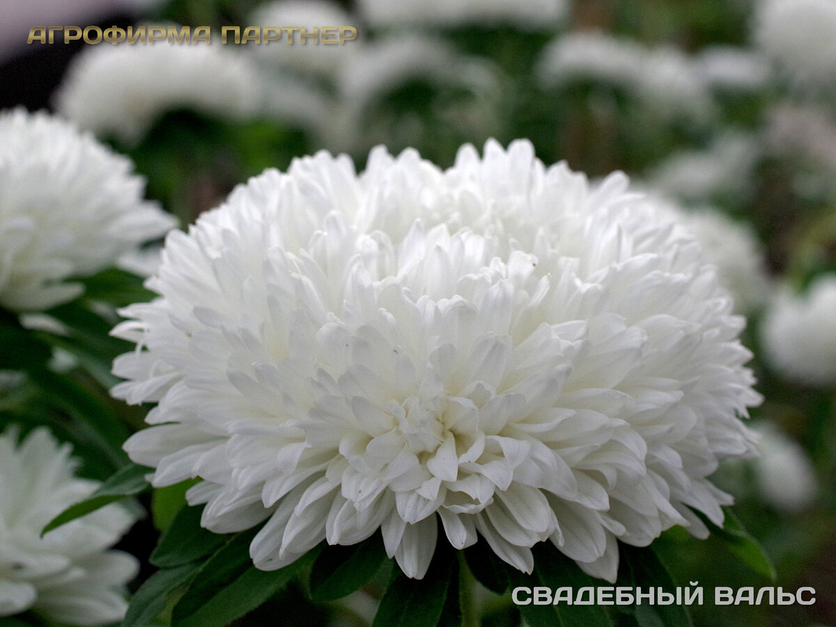 Свадебный вальс