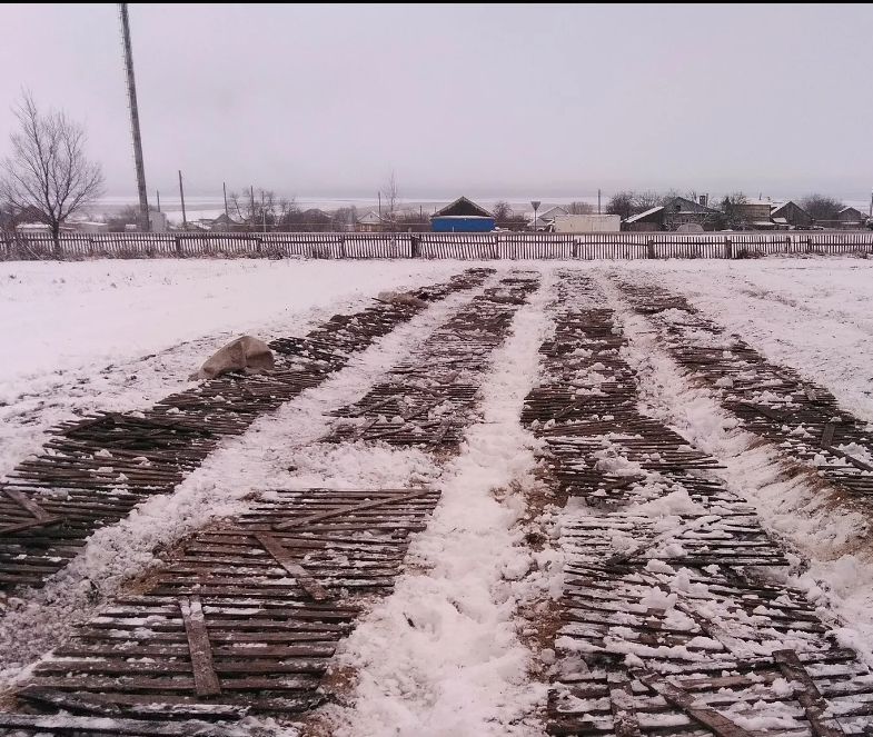 В питомниках декоративные кустарники и деревья, требующие длительной стратификации, сажают впод снег. 