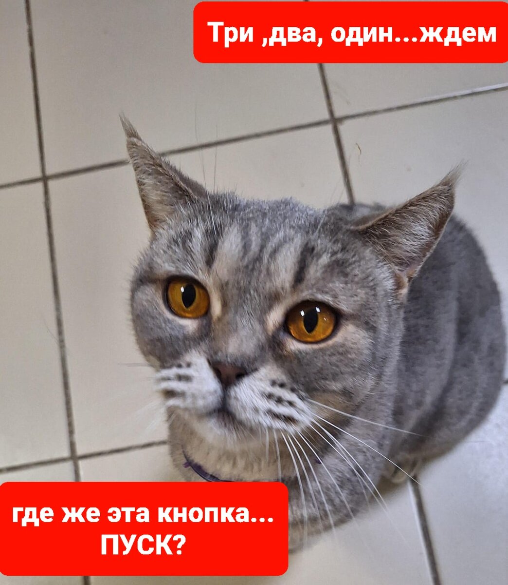 Лина. Очень ждёт своего Человека. Единственного и неповторимого...желательно без других кошек