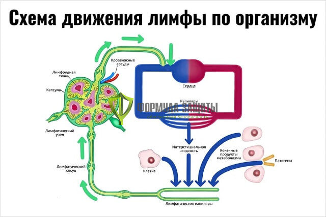 Лимфа - это зеркало здоровья! О чём сигнализирует и как помогает нам ...