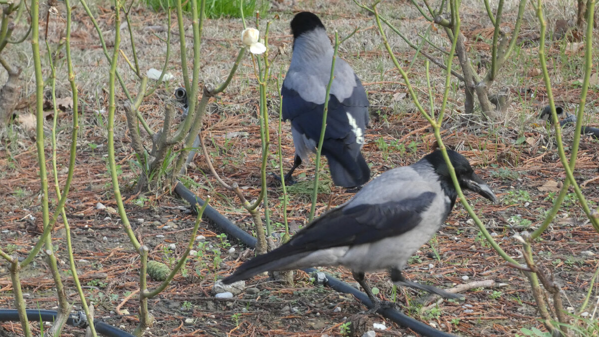 Вороны среди роз в Ливадийском парке