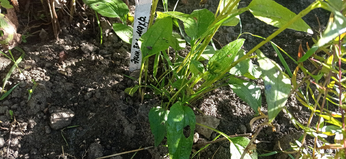 эхинацея к осени