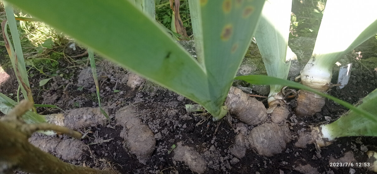 ирис высокий бородатый