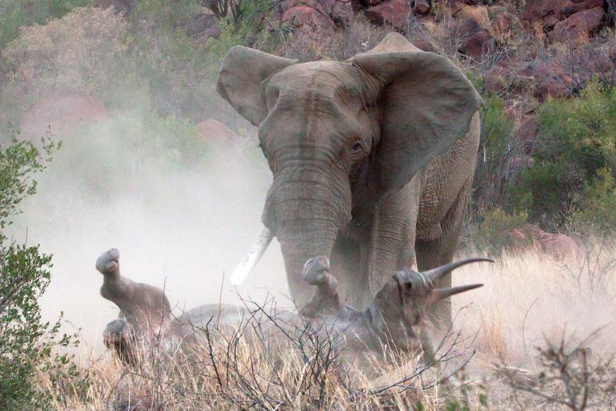 Elephant rhino. Африканский саванный слон. Хобот и бивни слона. Бегемот против крокодила носорога слона.