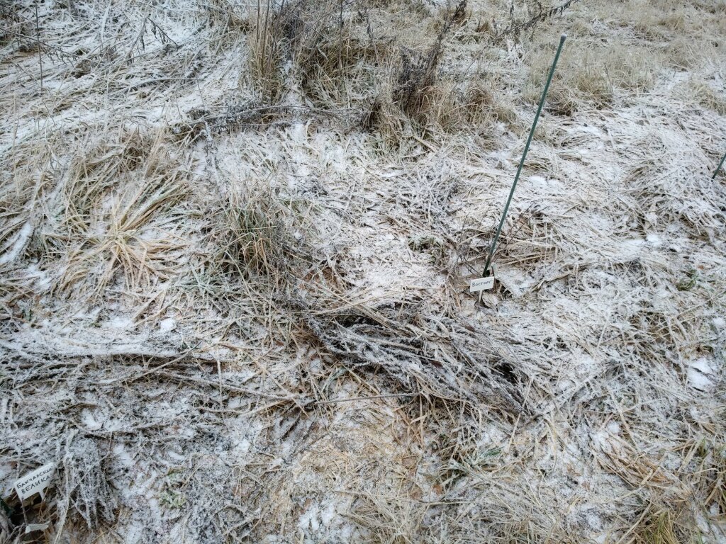  Жимолость, мульчированная картоном и травой