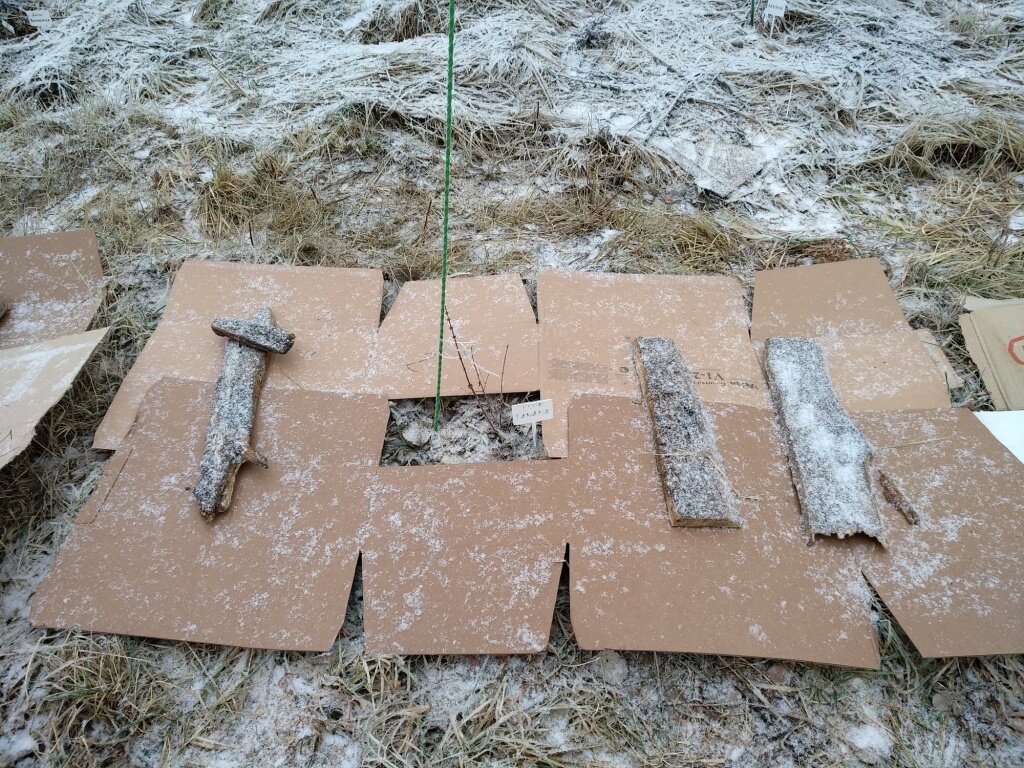  Жимолость посажена на поле и замульчирована картоном