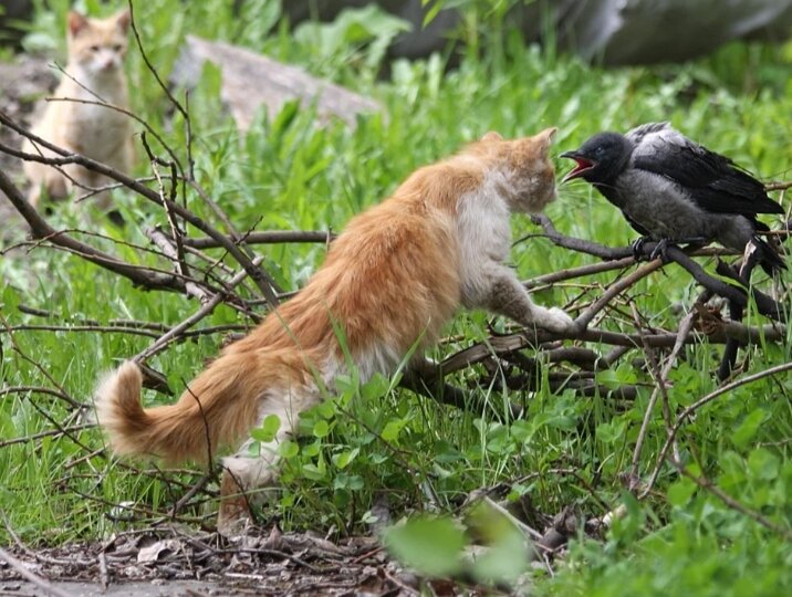 Признаки мочекаменной болезни у кота. Почему кошка не дается. Строение гортани кошки. Кот не хочет чтобы его гладили. Составление рациона для кошки.