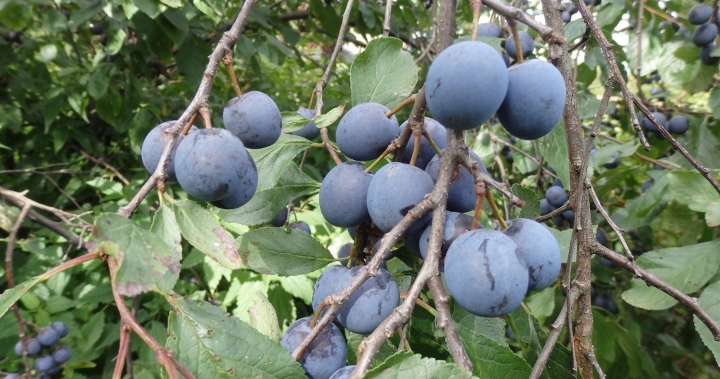 Выращиваем терновник в саду с пользой