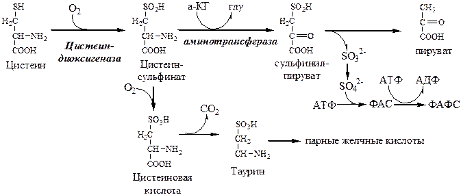 Фафс биохимия. Обмен цистеина биохимия схема. Синтез ФАФС из цистеина. Реакция образования метионина из цистеина. Цистеин Синтез таурина.