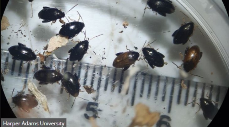    Стеблевые капустные блошки выиграли у британских ученых многолетний раунд по биопестицидам