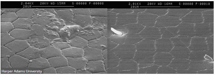     Стеблевые капустные блошки выиграли у британских ученых многолетний раунд по биопестицидам
