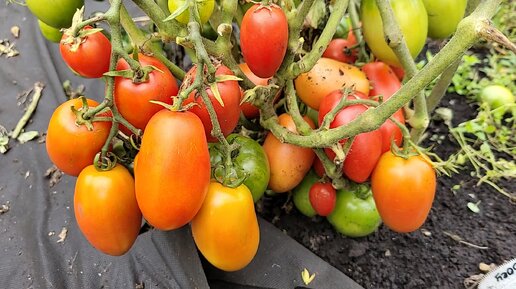 8 ранних томатов для открытого грунта, для ленивых, чтобы получить первый урожай