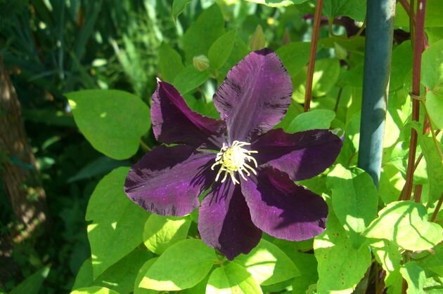 Глубина посадки влияет на цветение многолетников