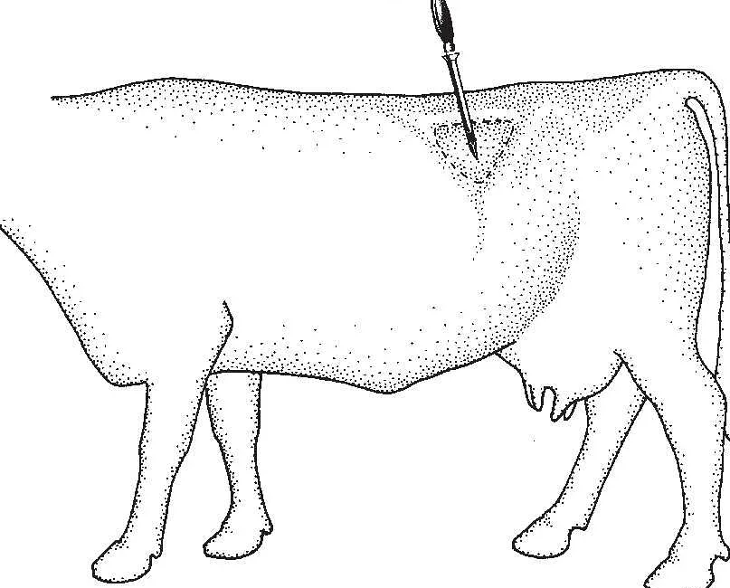 Как колоть корову. Тимпания рубца КРС прокол. Тимпания рубца троакар. Техника прокола рубца троакаром КРС.