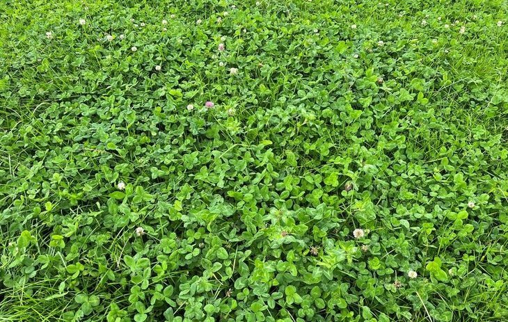    Клевер с утроенной азотфиксацией создали для снижения зависимости от азотных удобрений