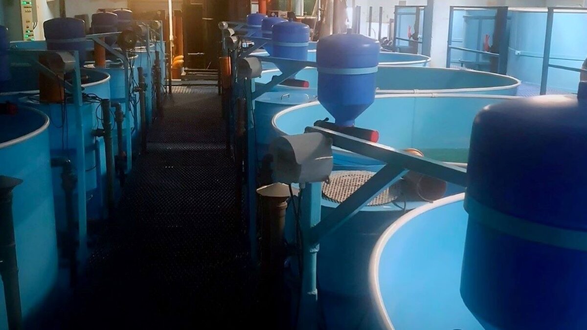    В Курской области за год в 8 раз выросло производство рыбного филе