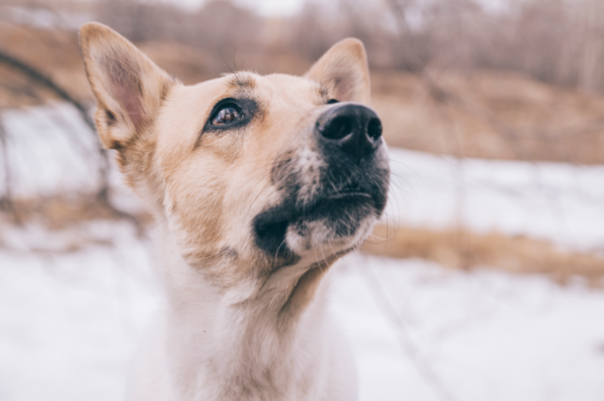    В отличие от соседней Бурятии собак после отлова предлагается держать не 30 дней, а полгода.