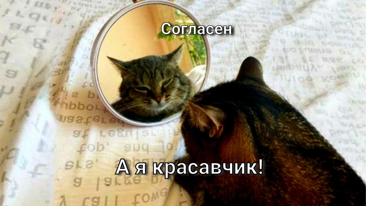 Кошка не ест: что делать?