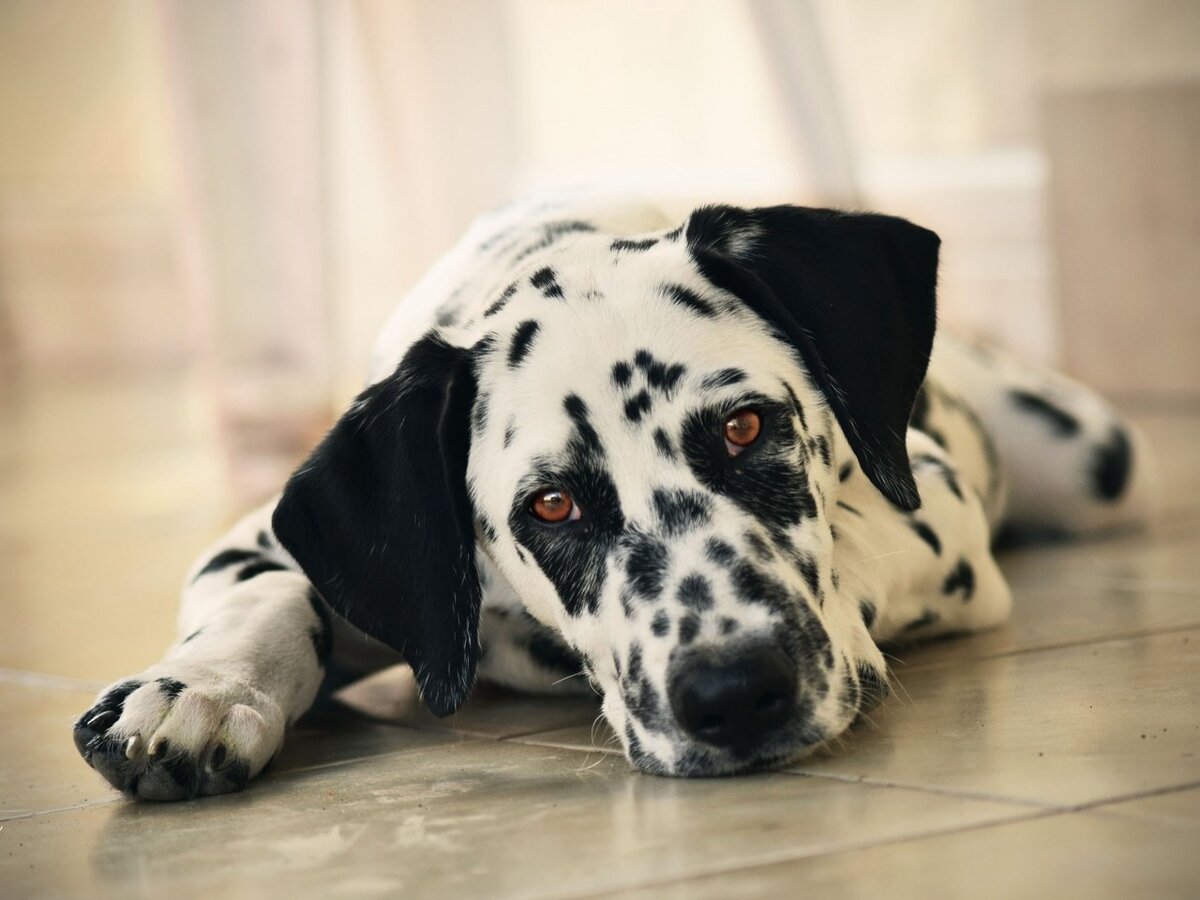 Далматинец. До чего прекрасен! Фото: bondik-kids