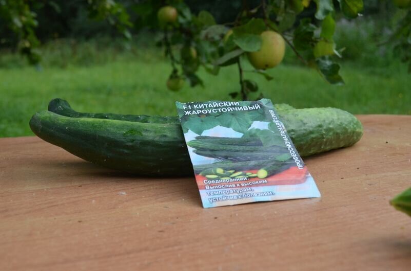 Огурец Жароустойчивый.