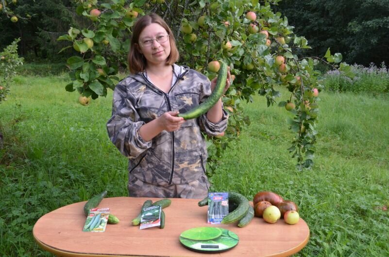 Разные сорта китайских огурцоы.